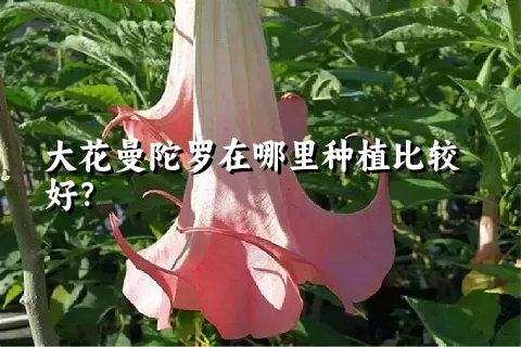 大花曼陀罗在哪里种植比较好？