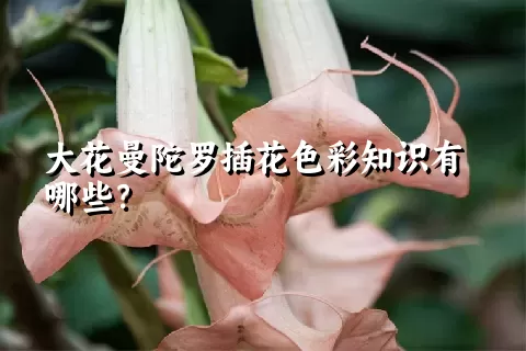 大花曼陀罗插花色彩知识有哪些？