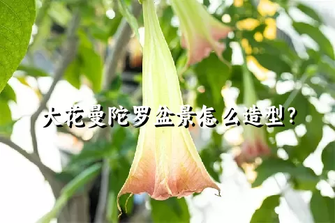 大花曼陀罗盆景怎么造型？