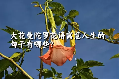 大花曼陀罗花语寓意人生的句子有哪些？