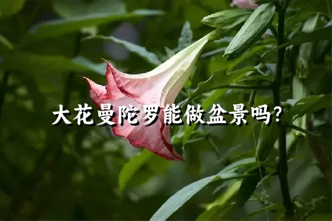 大花曼陀罗能做盆景吗？