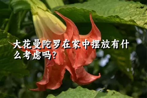大花曼陀罗在家中摆放有什么考虑吗？