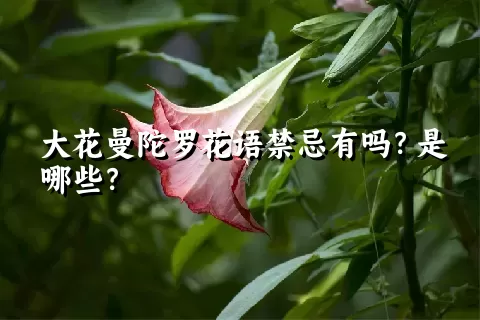大花曼陀罗花语禁忌有吗？是哪些？