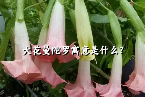 大花曼陀罗寓意是什么？