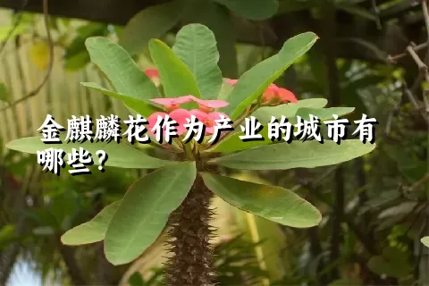 金麒麟花作为产业的城市有哪些？