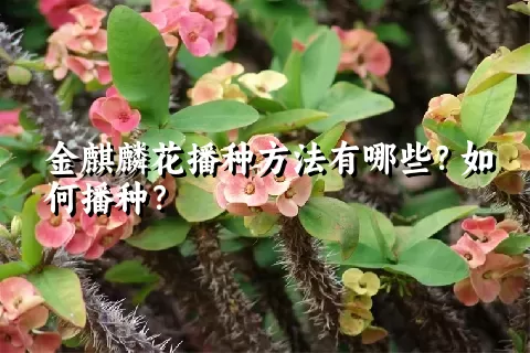 金麒麟花播种方法有哪些？如何播种？