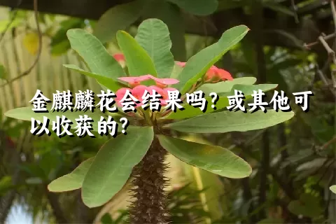 金麒麟花会结果吗？或其他可以收获的？