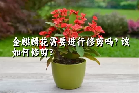 金麒麟花需要进行修剪吗？该如何修剪？