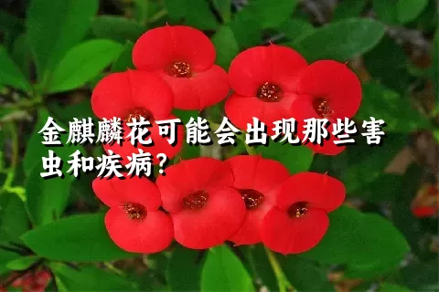 金麒麟花可能会出现那些害虫和疾病？