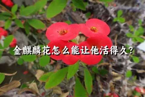 金麒麟花怎么能让他活得久？