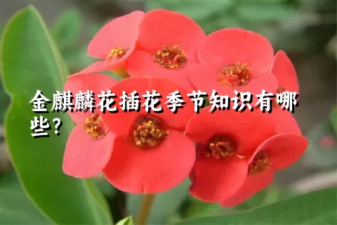 金麒麟花插花季节知识有哪些？