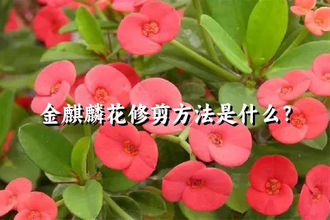 金麒麟花修剪方法是什么？