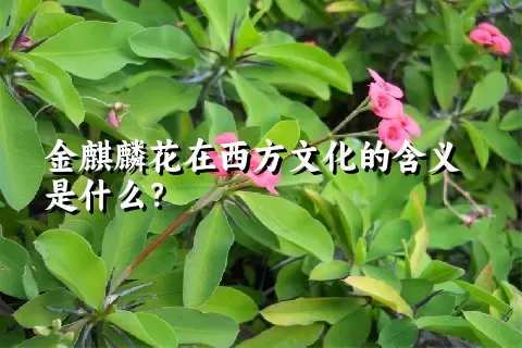金麒麟花在西方文化的含义是什么？