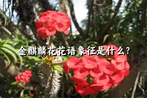 金麒麟花花语象征是什么？