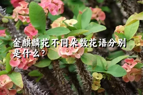 金麒麟花不同朵数花语分别是什么？