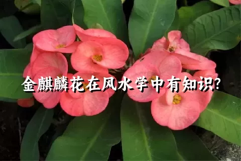 金麒麟花在风水学中有知识？