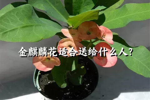 金麒麟花适合送给什么人？
