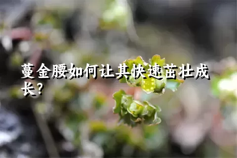 蔓金腰如何让其快速茁壮成长？