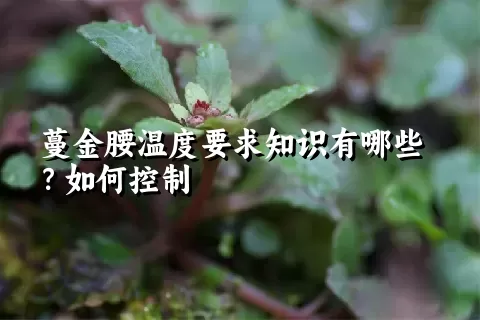 蔓金腰温度要求知识有哪些？如何控制