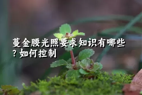 蔓金腰光照要求知识有哪些？如何控制
