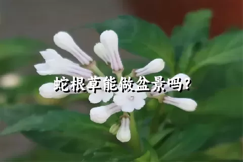 蛇根草能做盆景吗？