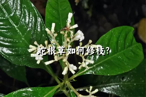 蛇根草如何修枝？