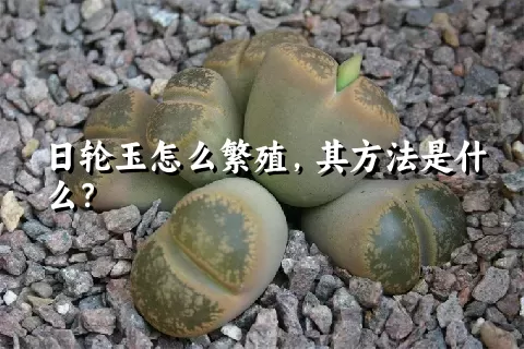 日轮玉怎么繁殖，其方法是什么？
