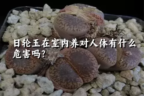 日轮玉在室内养对人体有什么危害吗？