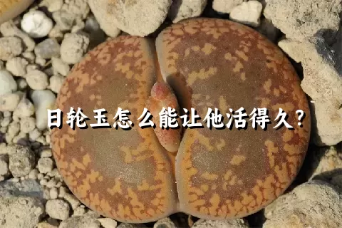 日轮玉怎么能让他活得久？