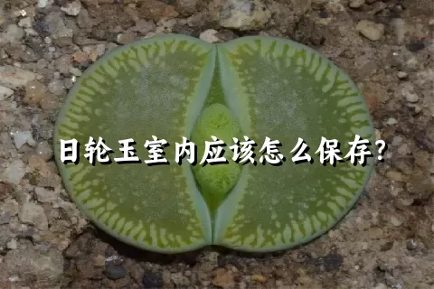 日轮玉室内应该怎么保存？