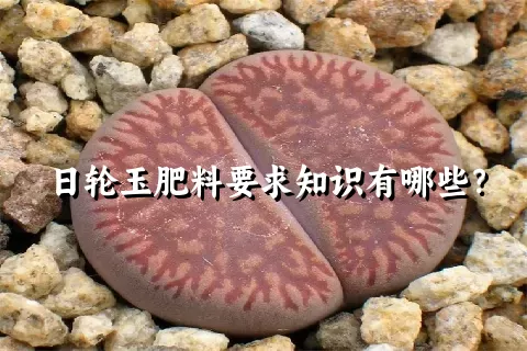 日轮玉肥料要求知识有哪些？