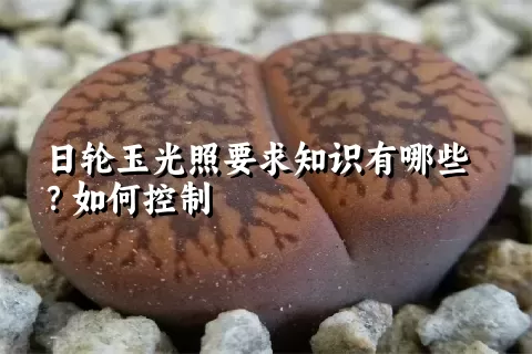 日轮玉光照要求知识有哪些？如何控制
