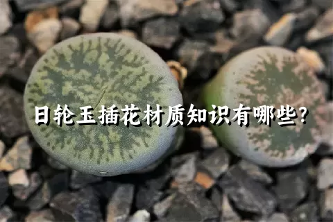 日轮玉插花材质知识有哪些？