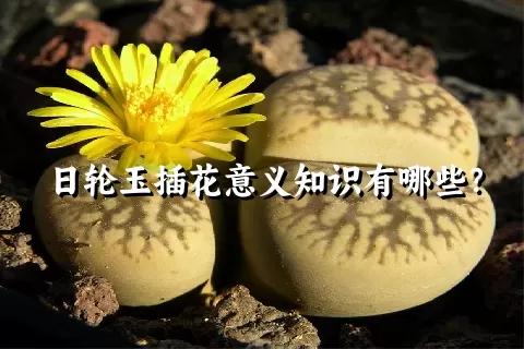 日轮玉插花意义知识有哪些？
