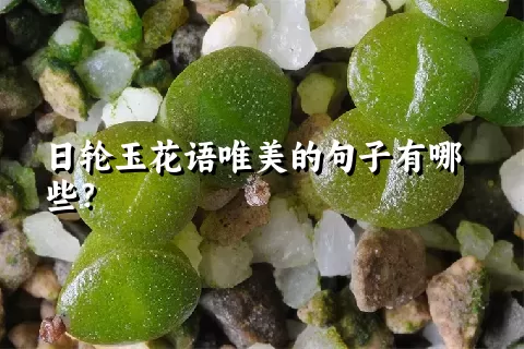 日轮玉花语唯美的句子有哪些？