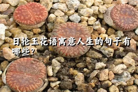 日轮玉花语寓意人生的句子有哪些？