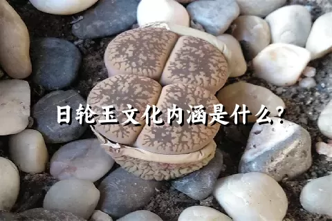 日轮玉文化内涵是什么？