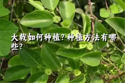 大戟如何种植？种植方法有哪些？