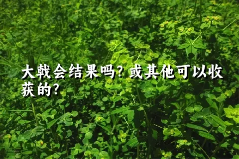 大戟会结果吗？或其他可以收获的？