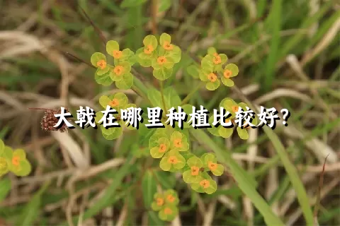 大戟在哪里种植比较好？