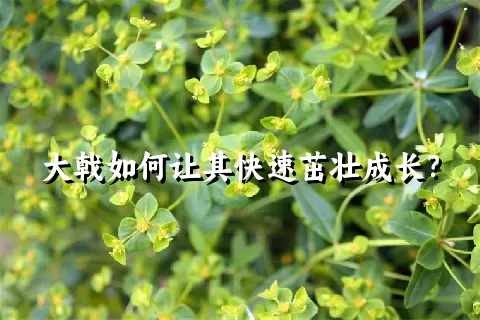 大戟如何让其快速茁壮成长？
