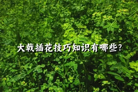 大戟插花技巧知识有哪些？