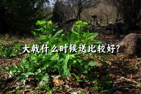 大戟什么时候送比较好？