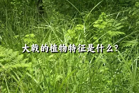 大戟的植物特征是什么？