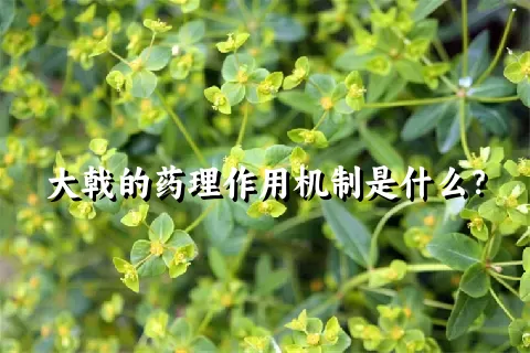 大戟的药理作用机制是什么？