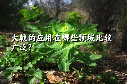 大戟的应用在哪些领域比较广泛？