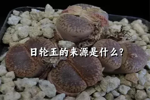 日轮玉的来源是什么？