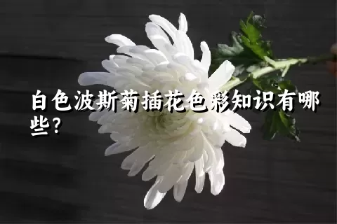 白色波斯菊插花色彩知识有哪些？