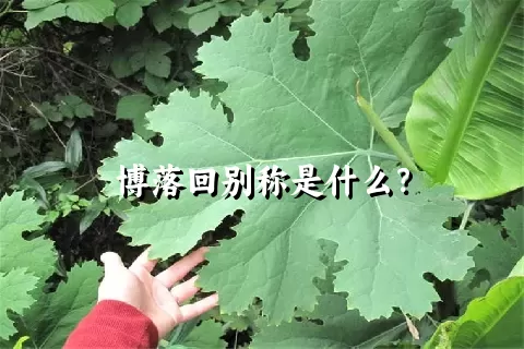 博落回别称是什么？