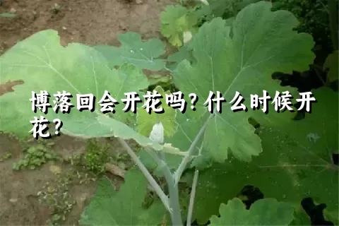 博落回会开花吗？什么时候开花？